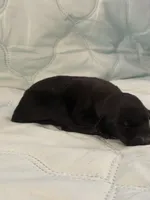 Melanistic black male , a female Doberman Pinscher for sale in Reedsville, OH – 3 of 3