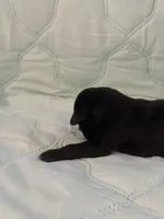 Melanistic black female , a female Doberman Pinscher for sale in Reedsville, OH – 2 of 3