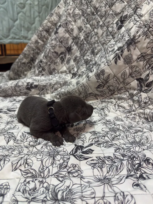 Melanistic blue male – Doberman Pinscher puppy for sale in Reedsville, OH