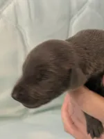 Melanistic blue male, a male Doberman Pinscher for sale in Reedsville, OH – 2 of 3