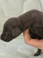 Melanistic blue male, a male Doberman Pinscher for sale in Reedsville, OH – 3 of 3