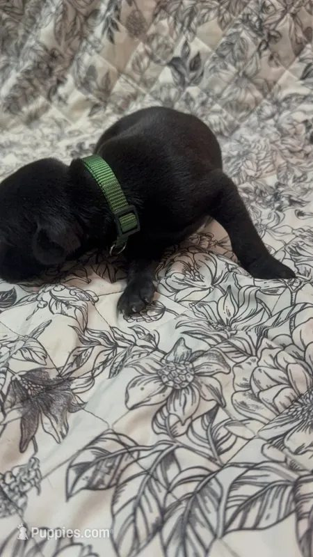 Melanistic black male – Doberman Pinscher puppy for sale in Reedsville, OH