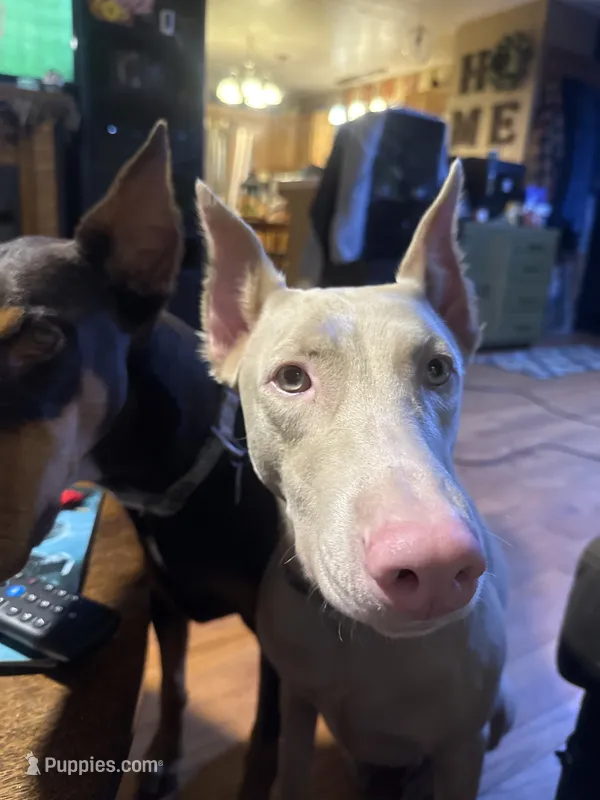 Lacey  – Doberman Pinscher puppy for sale in Reedsville, OH