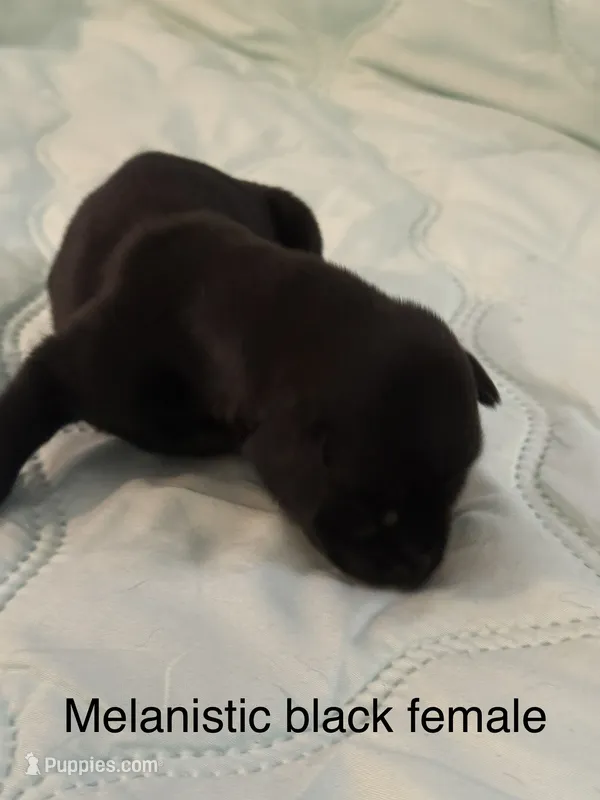 Melanistic black female  – Doberman Pinscher puppy for sale in Reedsville, OH