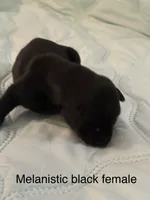 Melanistic black female , a female Doberman Pinscher for sale in Reedsville, OH – 1 of 3