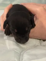 Black tan male, a male Doberman Pinscher for sale in Reedsville, OH – 3 of 3
