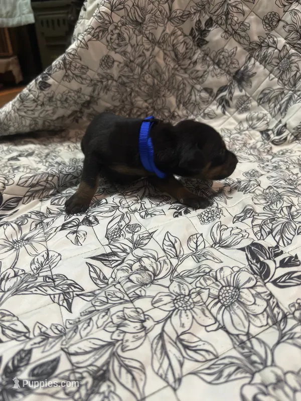 Black tan male – Doberman Pinscher puppy for sale in Reedsville, OH