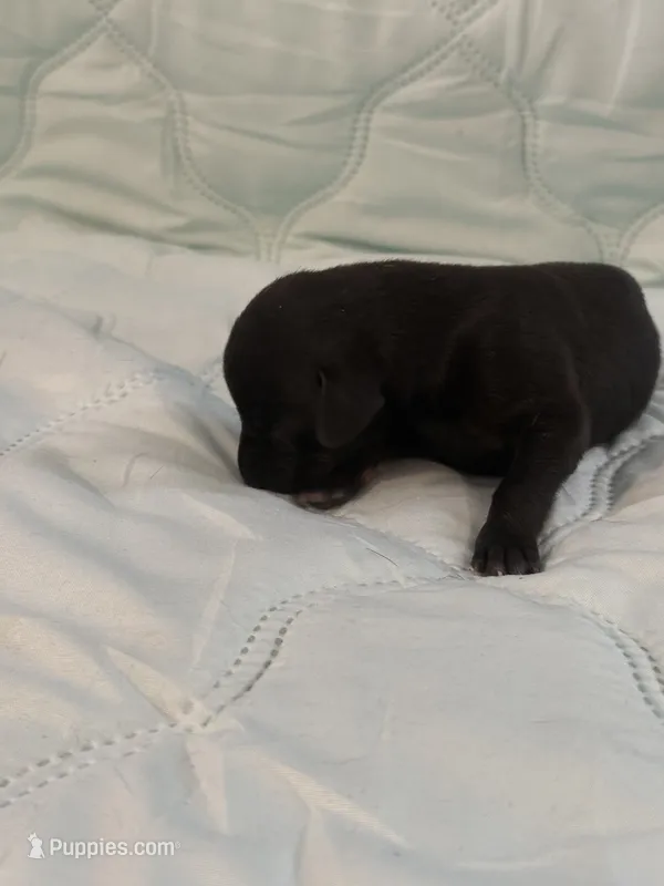 Melanistic black female  – Doberman Pinscher puppy for sale in Reedsville, OH