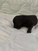 Melanistic black female , a female Doberman Pinscher for sale in Reedsville, OH – 1 of 3