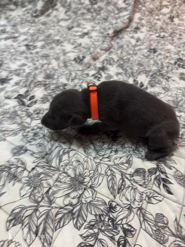 Melanistic blue female  – Doberman Pinscher puppy for sale in Reedsville, OH
