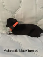 Melanistic black female , a female Doberman Pinscher for sale in Reedsville, OH – 3 of 5