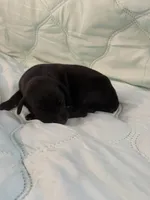 Melanistic black male, a male Doberman Pinscher for sale in Reedsville, OH – 3 of 3