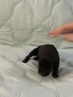 Melanistic black female , a female Doberman Pinscher for sale in Reedsville, OH – 3 of 3