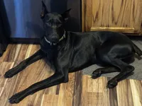 Lacey , a  Doberman Pinscher for sale in Reedsville, OH – 5 of 6