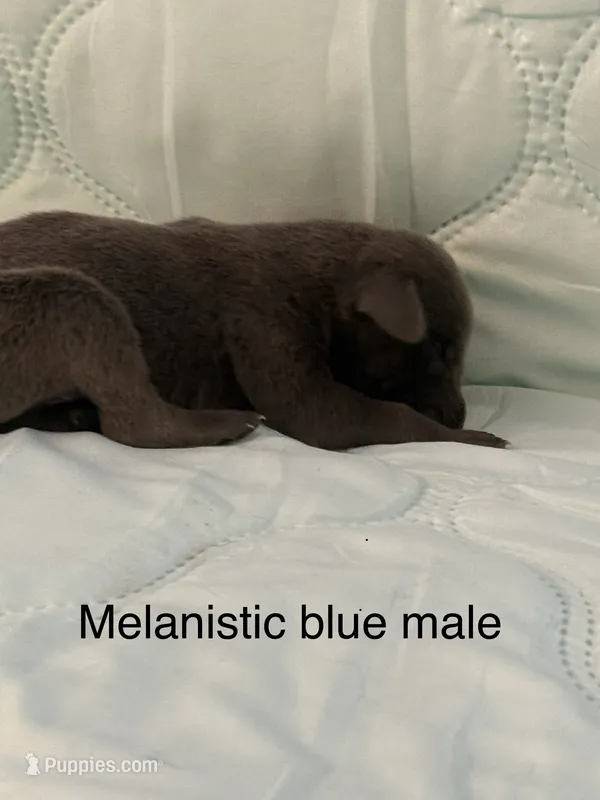 Melanistic blue male – Doberman Pinscher puppy for sale in Reedsville, OH