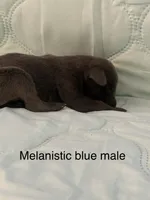 Melanistic blue male, a male Doberman Pinscher for sale in Reedsville, OH – 1 of 3