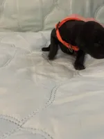 Melanistic black female , a female Doberman Pinscher for sale in Reedsville, OH – 5 of 5