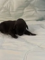 Melanistic black male , a female Doberman Pinscher for sale in Reedsville, OH – 2 of 3