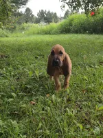 Doc, a male Bloodhound for sale in Baraga, MI – 6 of 6