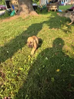 Charlotte, a female Bloodhound for sale in Baraga, MI – 5 of 5