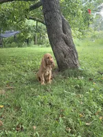 Augie, a male Bloodhound for sale in Baraga, MI – 4 of 6