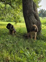Charlotte, a female Bloodhound for sale in Baraga, MI – 2 of 5