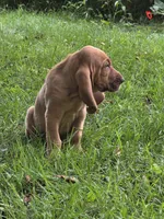 Arlo, a male Bloodhound for sale in Baraga, MI – 5 of 7