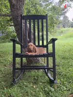 Augie, a male Bloodhound for sale in Baraga, MI – 2 of 6