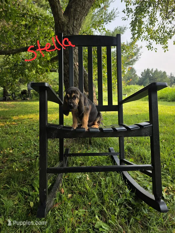 Stella – Bloodhound puppy for sale in Baraga, MI