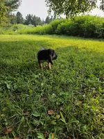 Stella, a female Bloodhound for sale in Baraga, MI – 4 of 5