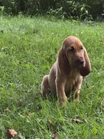 Arlo, a male Bloodhound for sale in Baraga, MI – 4 of 7