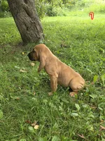 Doc, a male Bloodhound for sale in Baraga, MI – 3 of 6