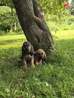 Stella, a female Bloodhound for sale in Baraga, MI – 2 of 5