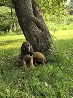 Stella, a female Bloodhound for sale in Baraga, MI – 3 of 5