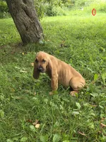 Doc, a male Bloodhound for sale in Baraga, MI – 4 of 6