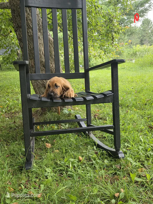 Doc – Bloodhound puppy for sale in Baraga, MI