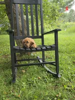 Doc, a male Bloodhound for sale in Baraga, MI – 1 of 6