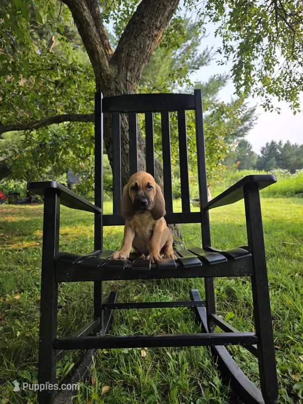Charlotte – Bloodhound puppy for sale in Baraga, MI