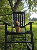 Charlotte, a female Bloodhound for sale in Baraga, MI – 1 of 5