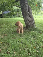 Augie, a male Bloodhound for sale in Baraga, MI – 5 of 6