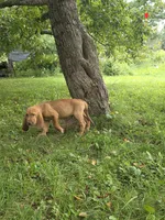 Augie, a male Bloodhound for sale in Baraga, MI – 3 of 6