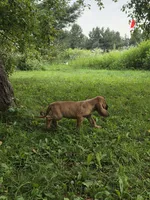 Doc, a male Bloodhound for sale in Baraga, MI – 2 of 6