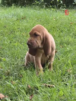 Arlo, a male Bloodhound for sale in Baraga, MI – 3 of 7