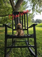 Charlotte, a female Bloodhound for sale in Baraga, MI – 4 of 5