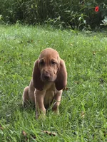 Arlo, a male Bloodhound for sale in Baraga, MI – 2 of 7
