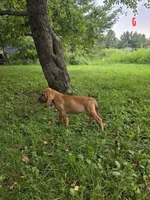 Arlo, a male Bloodhound for sale in Baraga, MI – 7 of 7