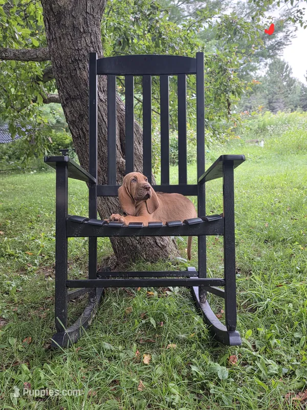 Augie – Bloodhound puppy for sale in Baraga, MI