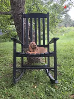 Augie, a male Bloodhound for sale in Baraga, MI – 1 of 6
