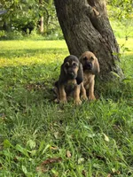 Charlotte, a female Bloodhound for sale in Baraga, MI – 3 of 5