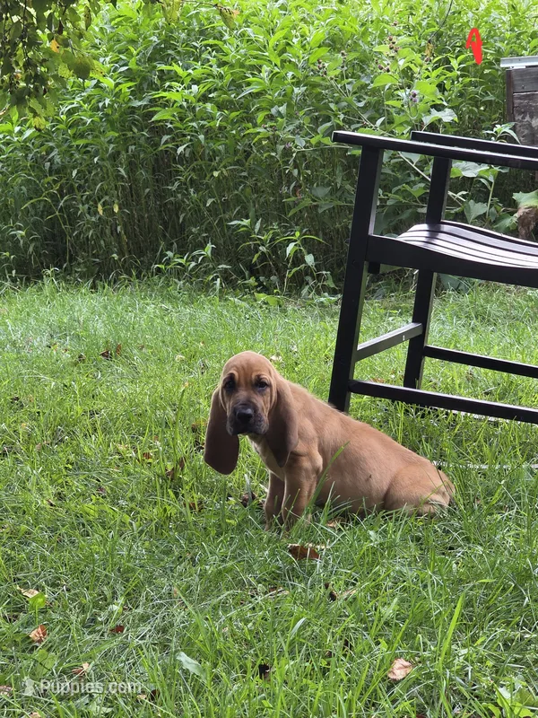 Doc – Bloodhound puppy for sale in Baraga, MI